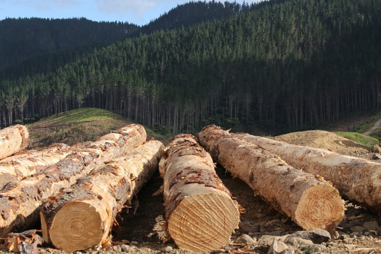 Forestry & Wood Products: Expanding Opportunities Under the India–NZ FTA